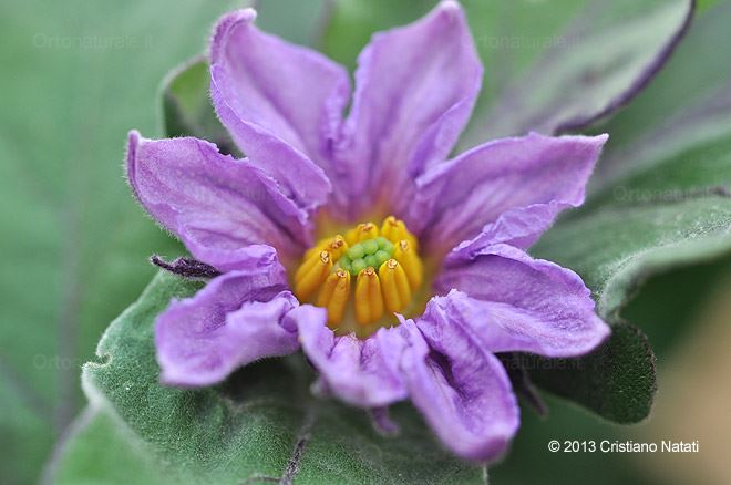 Fiore di melanzana