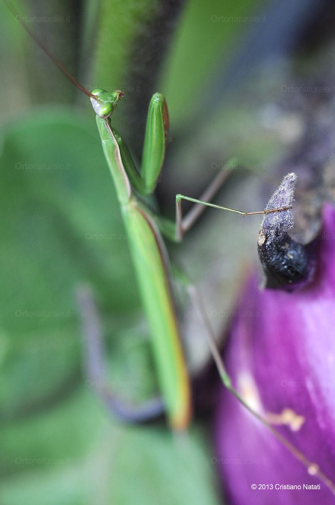 Mantide religiosa su melanzana