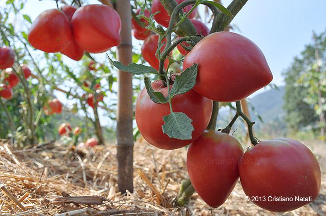 Pomodori Cuor di bue