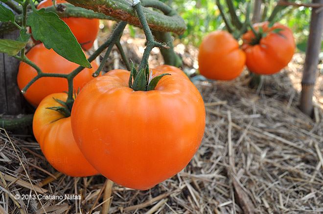 Pomodori Fragola arancione