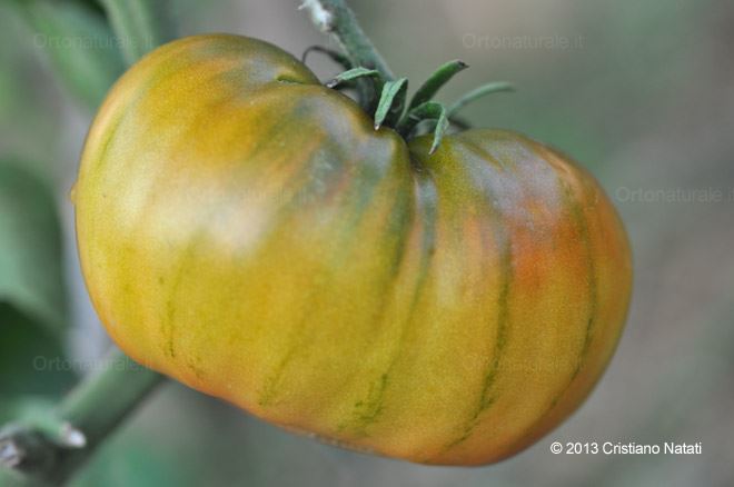 Pomodoro verde maturo