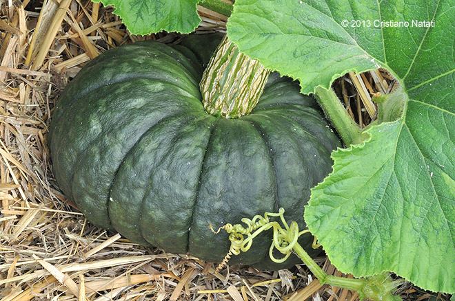 Zucca Marina di Chioggia