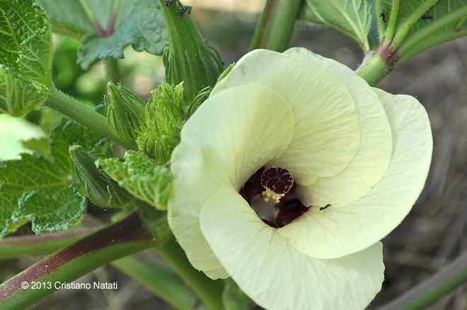 Fiore di gombo