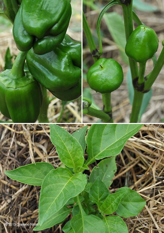 Peperoni, peperoncini tondi di Calabria, Capsicum Chinense Trinidad Scorpion