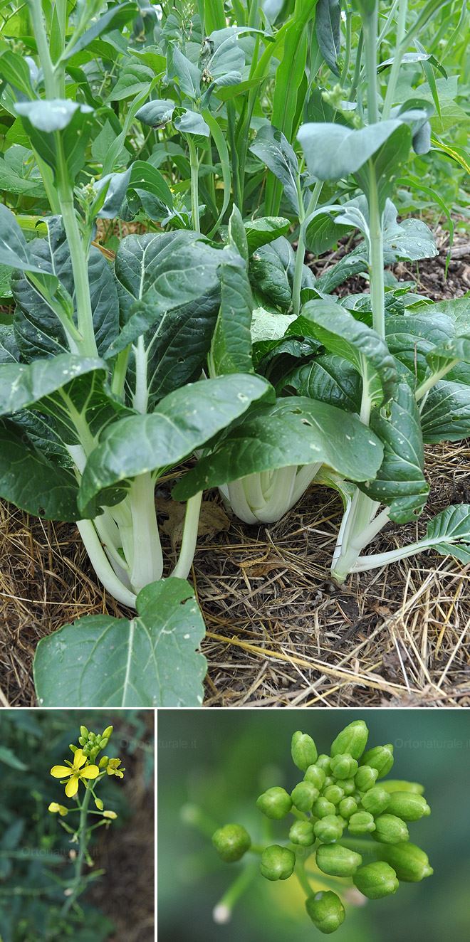 Pak Choi, fiori di senape