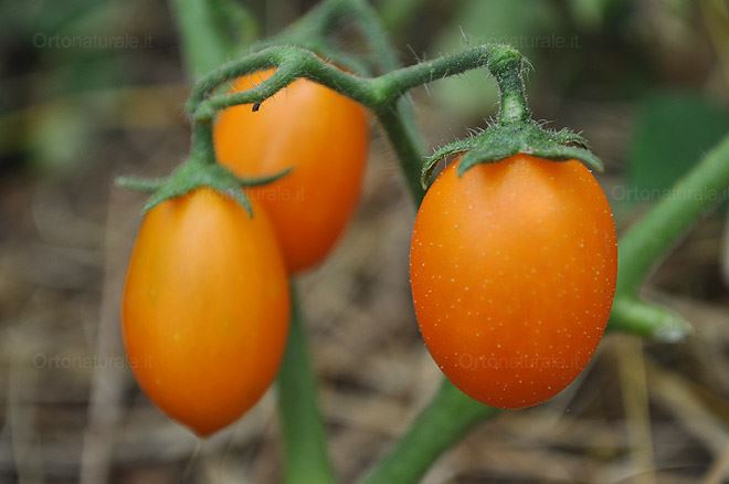 Pomodori Pepita d'oro