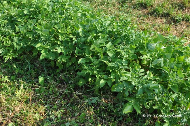 Aiuola di patate e fagiolini