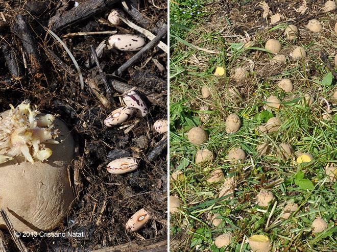 Disposizione delle patate e semina dei fagiolini