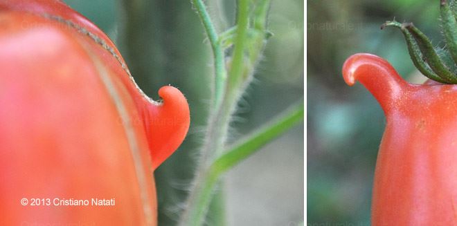 Pomodoro con manico