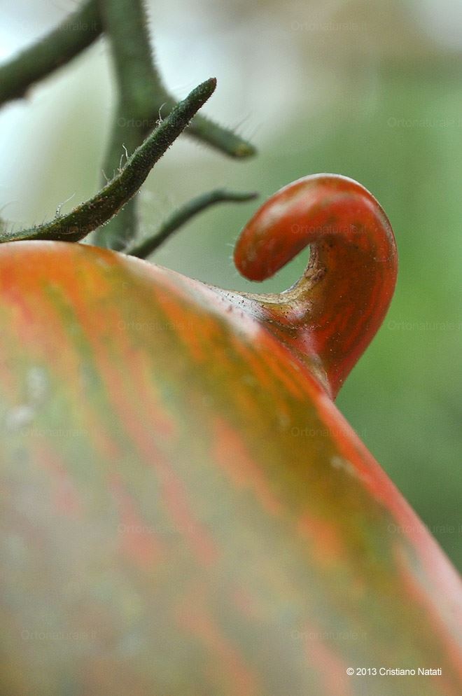 Pomodoro con manico