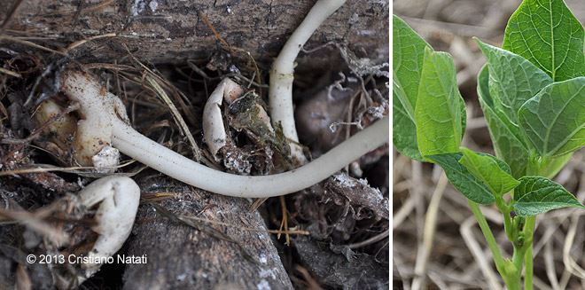 Fagioli del compost nella pacciamatura