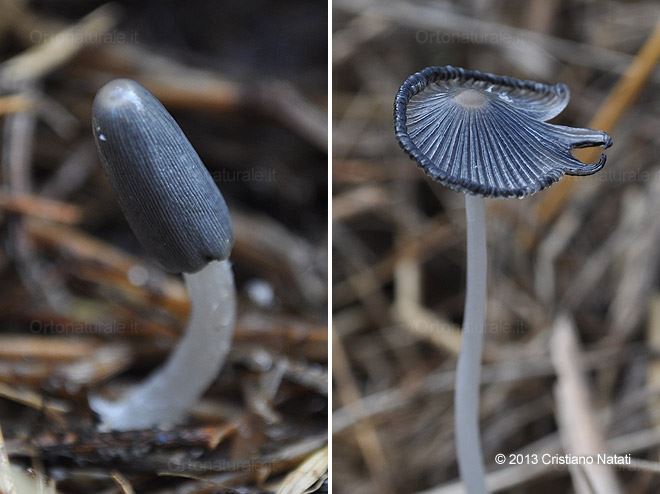 Funghi che crescono nella pacciamatura