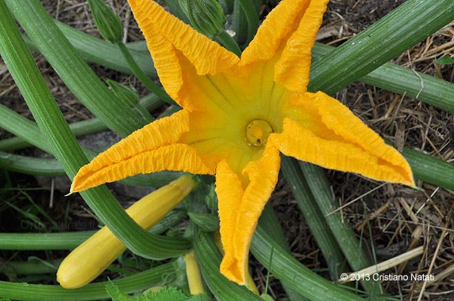 Fiore di zucchino giallo