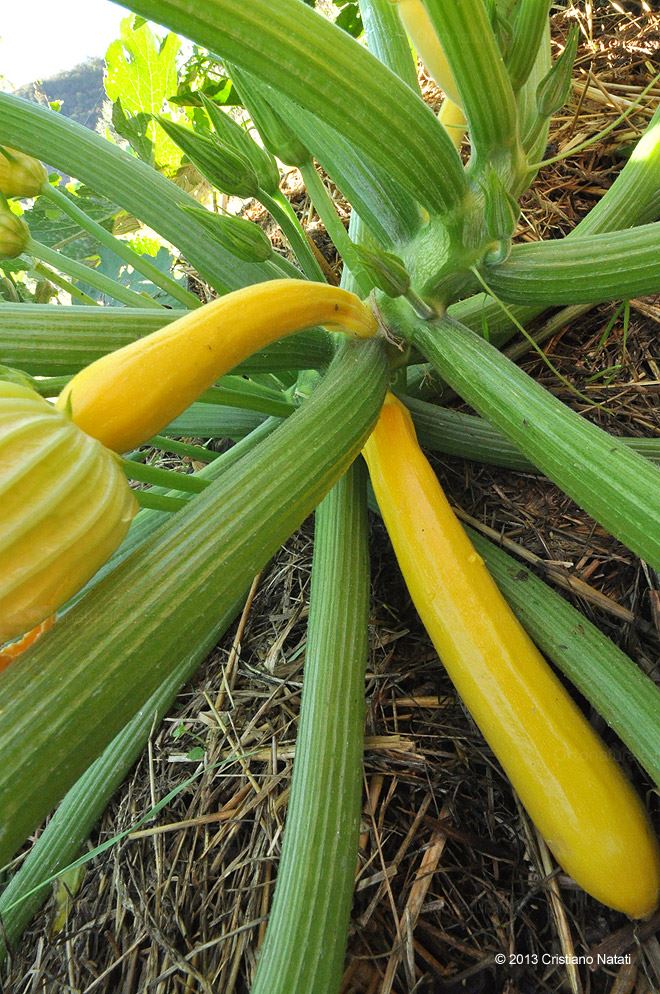 Pianta di zucchini gialli