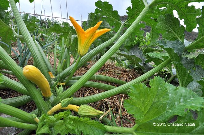 Pianta di zucchini gialli