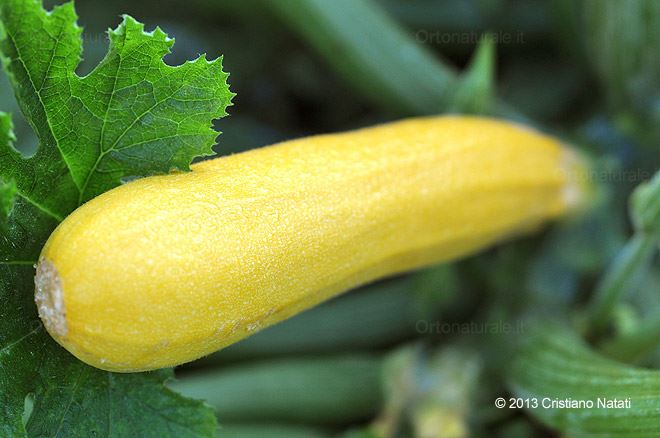 Zucchino giallo