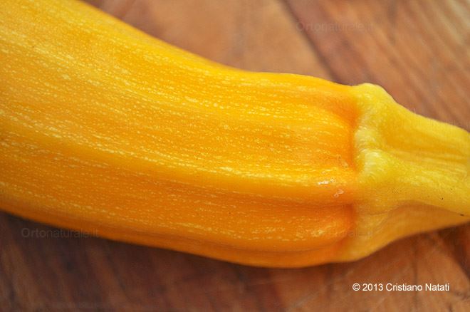 Zucchino giallo