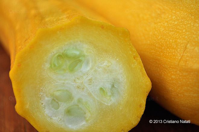 Zucchino giallo sezione