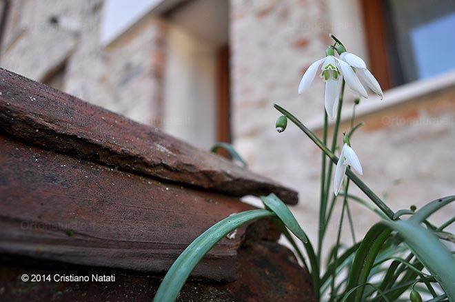 Fiore tra i calcinacci e i coppi