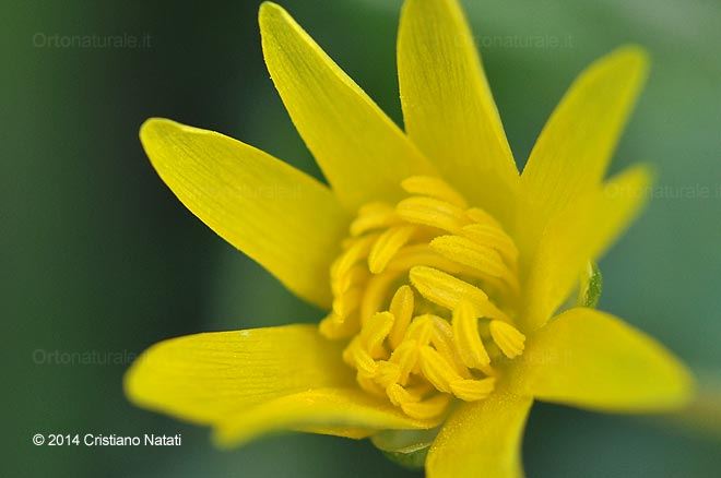 Fiore di Ranuncolo favagello