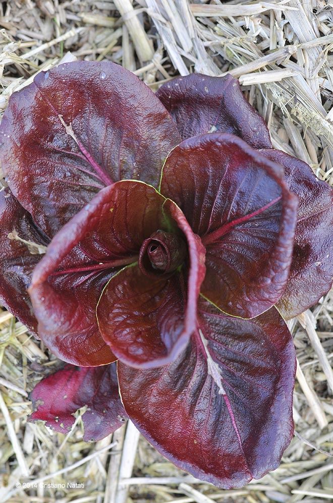 RAdicchio rosso nella pacciamatura