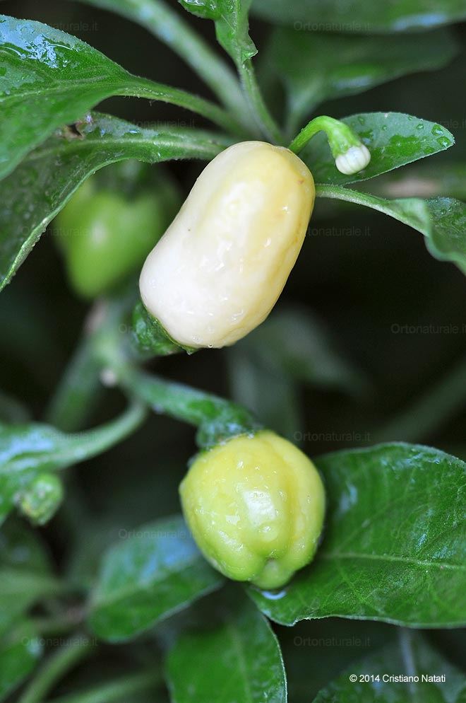 Frutto di Capsicum chinense 'White habanero'