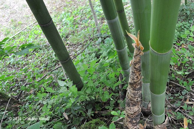Canne di bambù gigante e germoglio