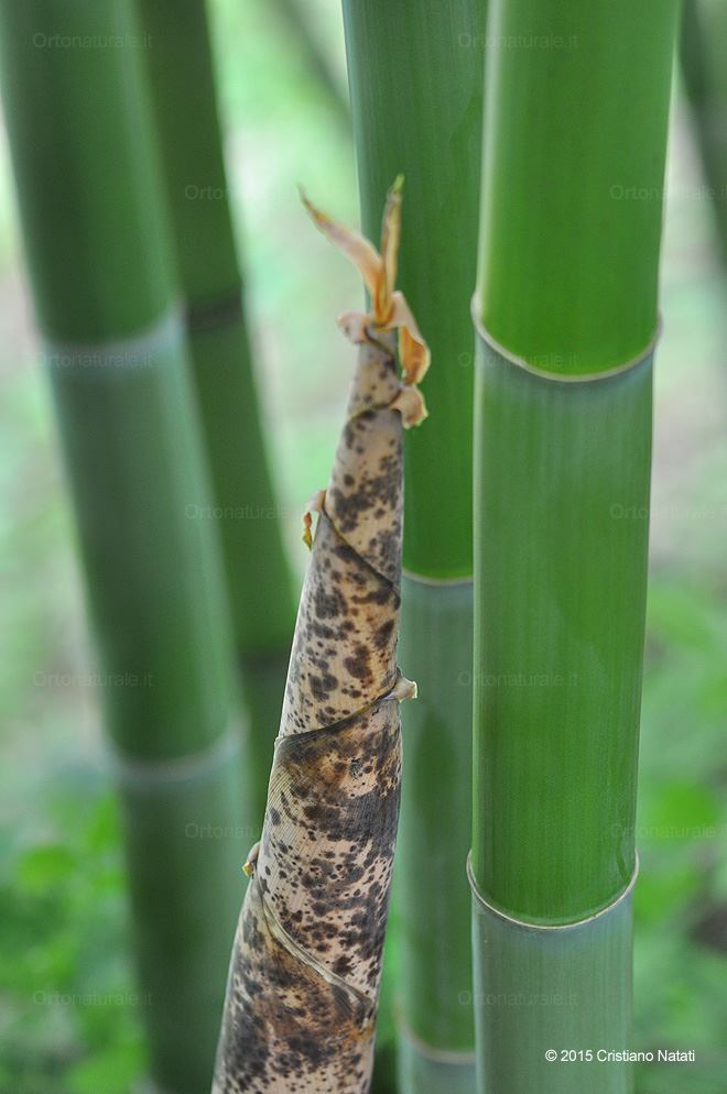Germoglio di bambù gigante