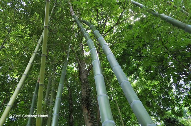 Bambuseto e lattigoglie